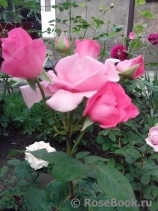 McCartney Rose, The McCartney Rose, The