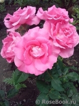 McCartney Rose, The McCartney Rose, The