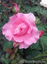 McCartney Rose, The McCartney Rose, The