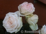 Madame Anisette ® Madame Anisette ®
