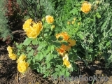 Golden Celebration® Golden Celebration®