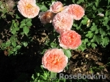 Abraham Darby Abraham Darby