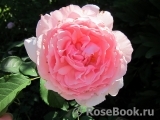 The Wedgwood Rose The Wedgwood Rose