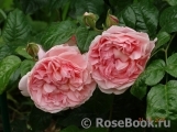 Strawberry Hill Strawberry Hill