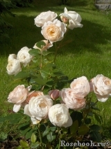 Ambridge Rose Ambridge Rose