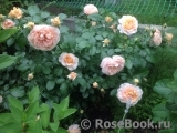 Sangerhauser Jubilaumsrose