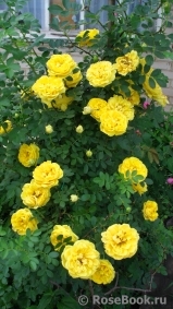 Persian Yellow Persian Yellow