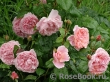 Strawberry Hill Strawberry Hill