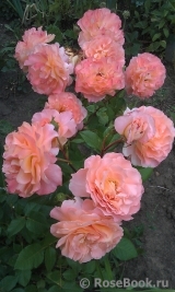 Augusta Luise Augusta Luise