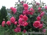 Rosarium Uetersen Rosarium Uetersen