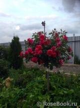 Rosarium Uetersen Rosarium Uetersen