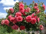 Rosarium Uetersen Rosarium Uetersen