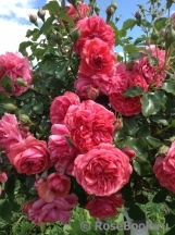 Rosarium Uetersen Rosarium Uetersen