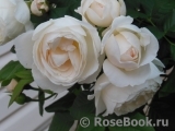 Uetersener Klosterrose