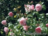 Strawberry Hill Strawberry Hill