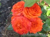 Orange Babyflor Orange Babyflor
