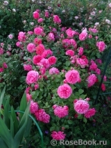 Rosarium Uetersen Rosarium Uetersen