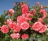 Rosarium Uetersen Rosarium Uetersen