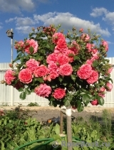 Rosarium Uetersen Rosarium Uetersen