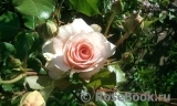 Johann Strauss Johann Strauss
