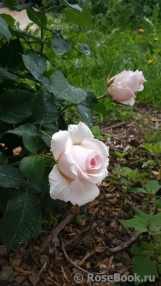 Rosa Belmonte Rosa Belmonte