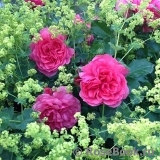 Rosarium Uetersen Rosarium Uetersen