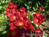 Bienenweide Rot