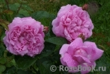Mary Rose Mary Rose