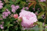 Mary Rose Mary Rose
