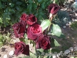 Black Baccara Black Baccara