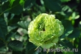 Super Green® Super Green®