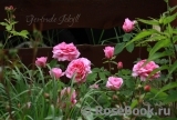 Gertrude Jekyll Gertrude Jekyll