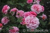 Princess Alexandra of Kent Princess Alexandra of Kent