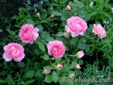 Jubilee Celebration® Jubilee Celebration®