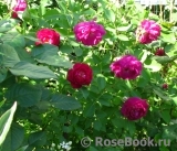 Rosengarten Zweibrücken ® Rosengarten Zweibrücken ®