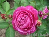 Heidi Klum Rose Heidi Klum Rose