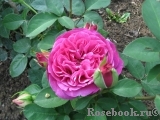 Heidi Klum Rose Heidi Klum Rose
