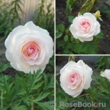 Morden Blush