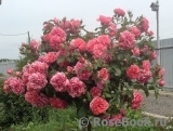 Rosarium Uetersen Rosarium Uetersen