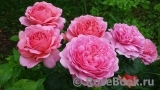 Princess Alexandra of Kent Princess Alexandra of Kent