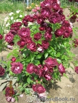 Burgundy Ice Burgundy Ice