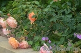 Lady of Shalott 