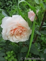 Claire de Lune Claire de Lune