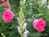 La Rose de Molinard ® La Rose de Molinard ®