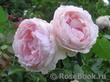 The Wedgwood Rose The Wedgwood Rose