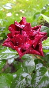 Malicorne Malicorne
