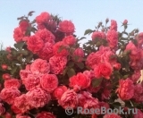 Rosarium Uetersen Rosarium Uetersen