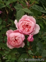 The Alnwick Rose The Alnwick Rose