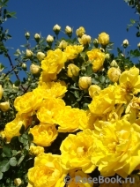 Persian Yellow Persian Yellow
