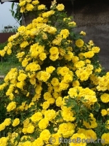 Persian Yellow Persian Yellow
